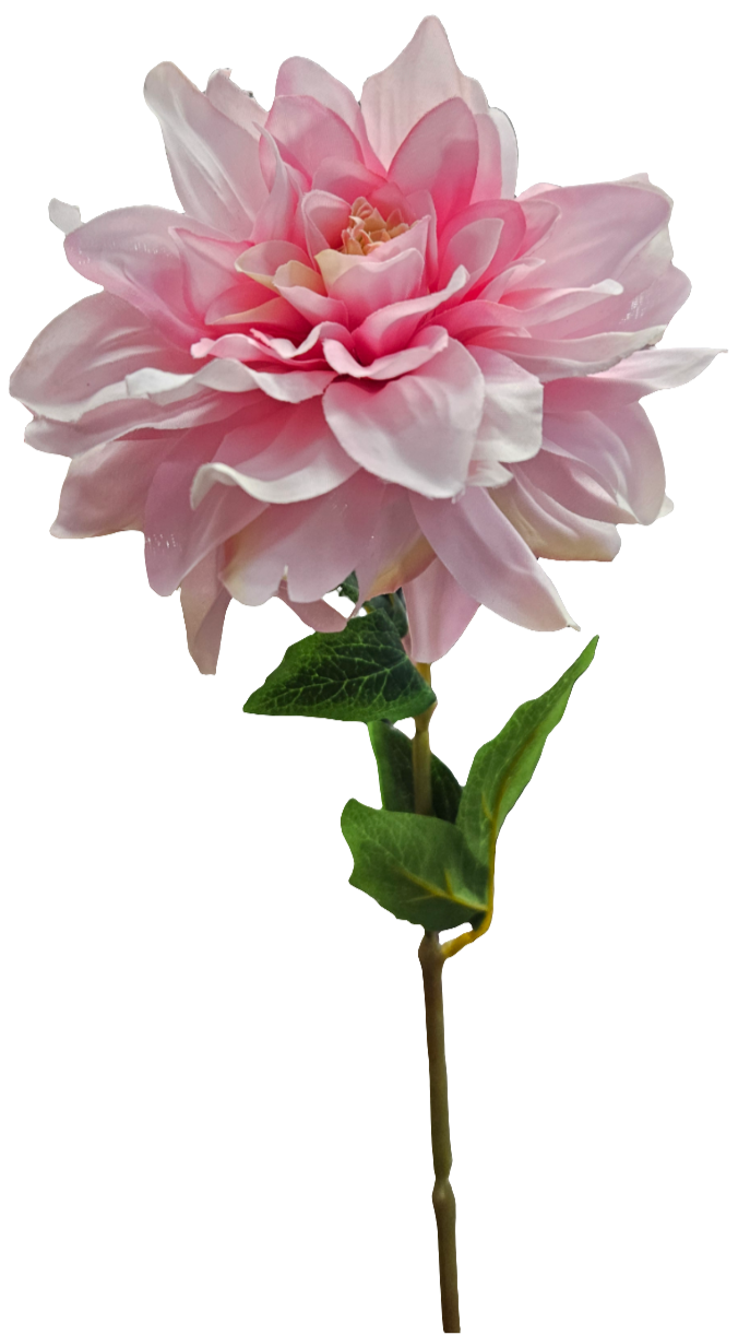 25" Dahlias Stems