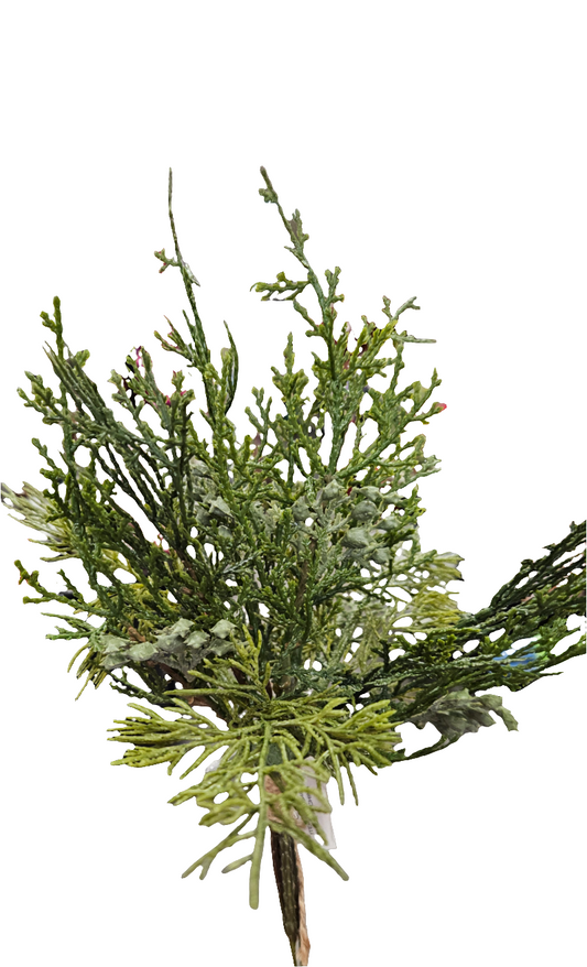 Cedar Pine Bundle