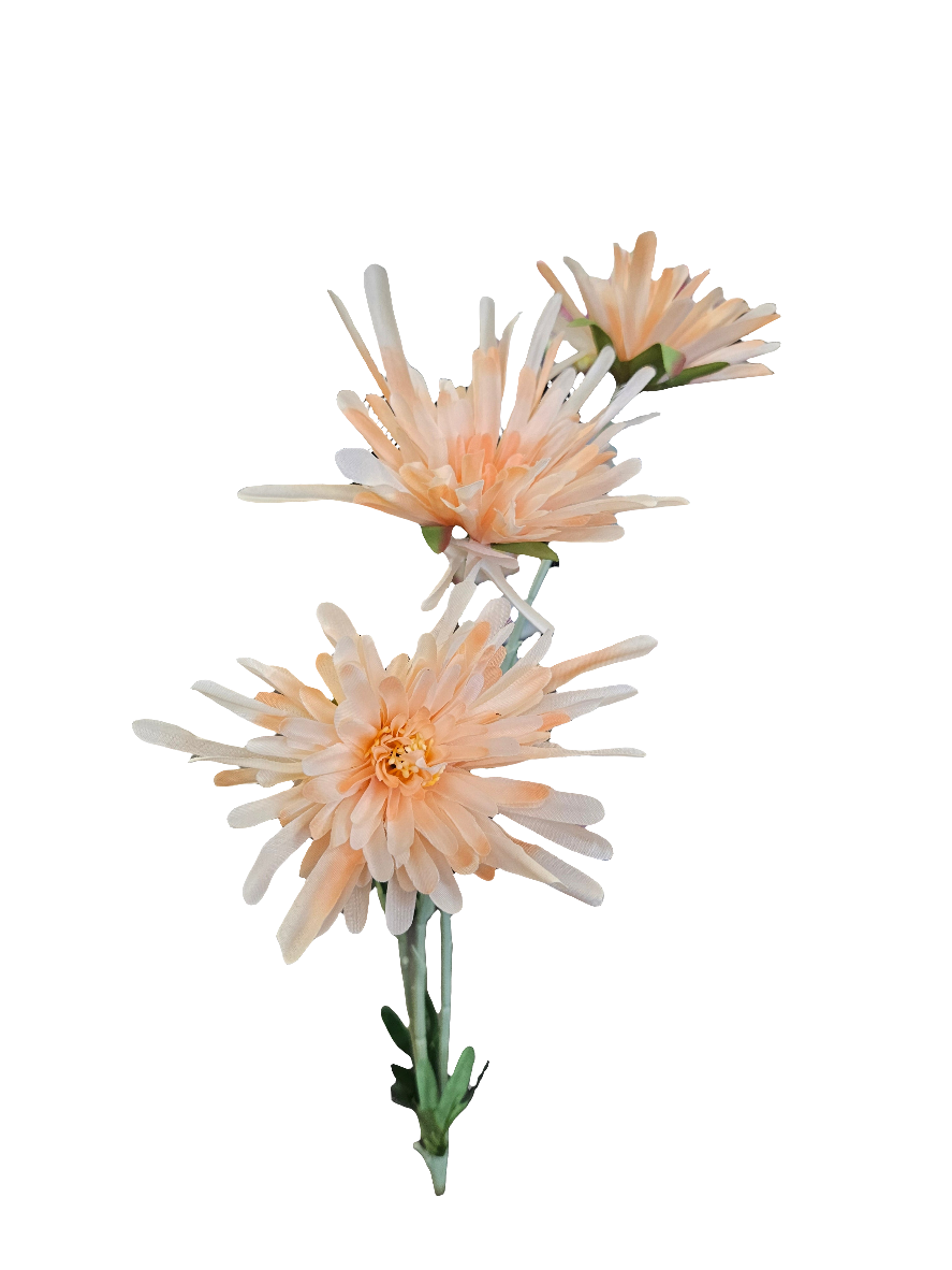 30” Fuji Mums