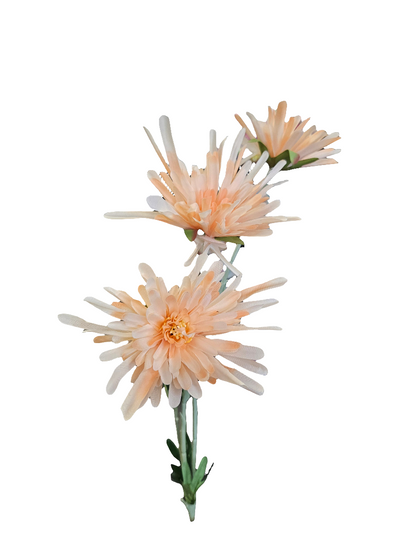 30” Fuji Mums