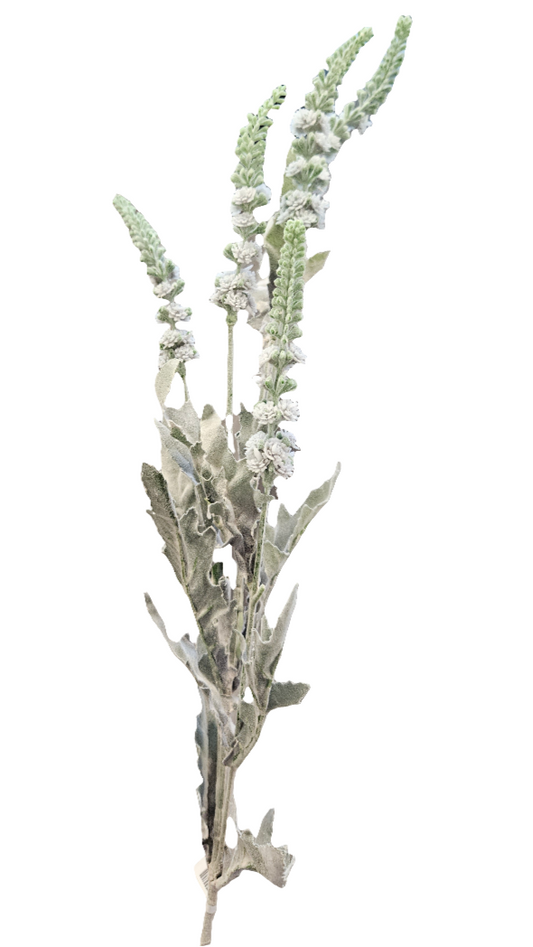 Delphinium 2