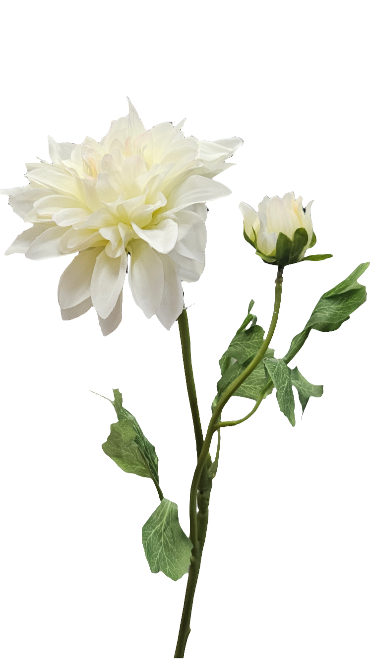 24" Ouli Dahlias