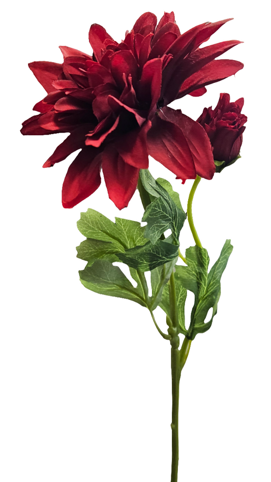 24" Ouli Dahlias