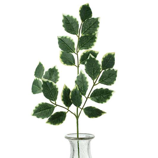 24" Ficus Spray