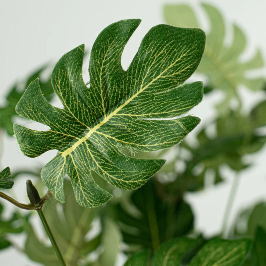 16" Split Leaf Philodendron Bush