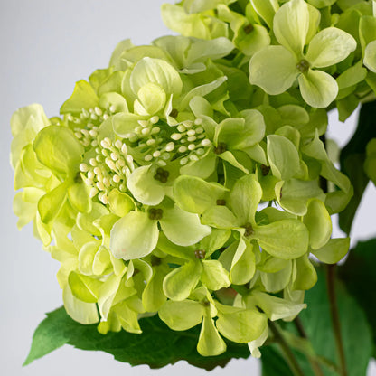 Hydrangea Bush Green 5-stem